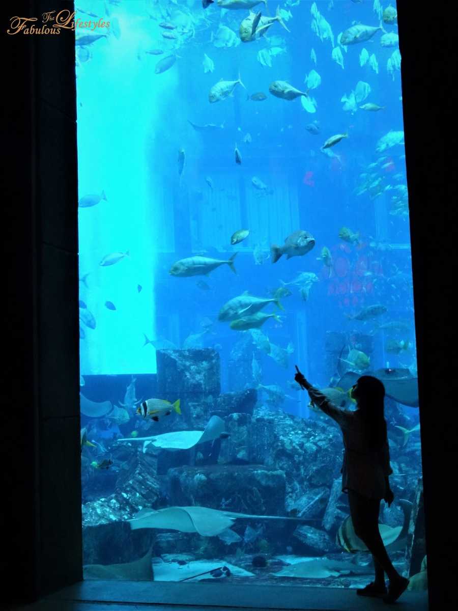 15 lost chamber aquarium