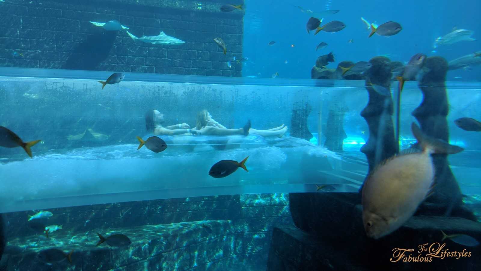 【杜拜．Dubai】杜拜自由行必去☆邊滑邊看魚的透明滑水道就在~亞特蘭提斯水上樂園