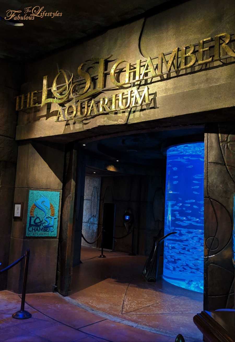 02 lost chamber aquarium