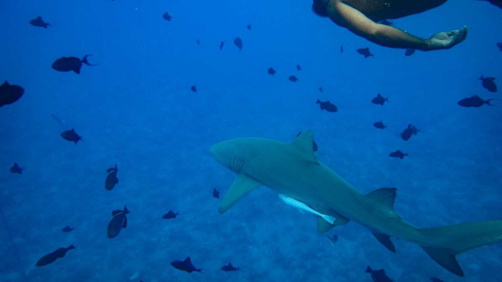 【大溪地．Bora Bora】波拉波拉島與鯊魚和魟魚的一日親密接觸☆Bora Bora必玩行程推薦