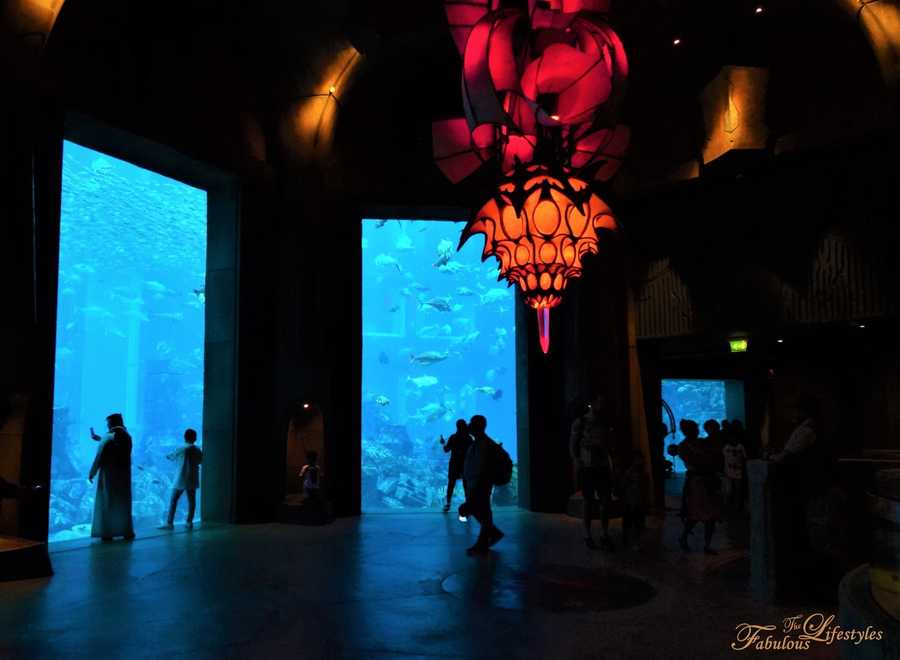 13 lost chamber aquarium