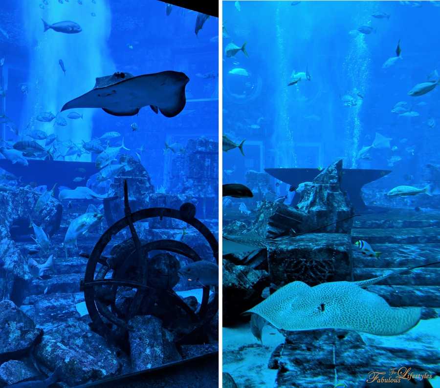 18 lost chamber aquarium